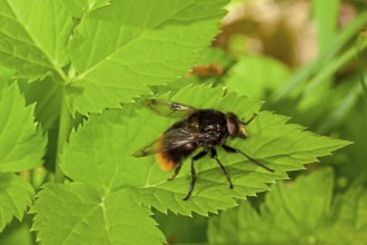 Volucella bombylans, bumblebee hoverfly