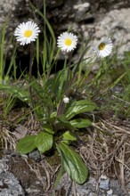 Bellis perennis, daisy, common daisy