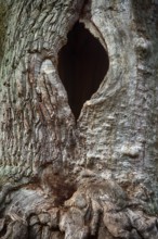 Bark structures, Primeval forest Urwald Sababurg, Weser Uplands, Weserbergland, Hesse, Germany,