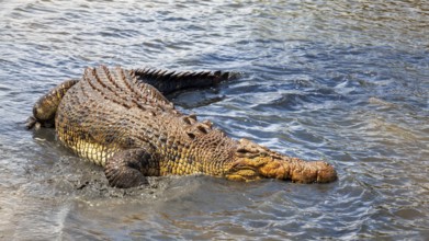 An image of a big australian crocodile