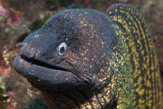 Portrait close-up of head of predatory fish mediterranean moray (Muraena helena) stretching towards