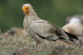 Egyptian vulture (Neophron percnopterus), Rhodope Mountains, Bulgaria, Europe