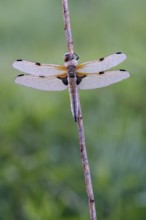 Four-spotted chaser (Libellula quadrimaculata), resting, in a meadow, with dewdrops, morning,