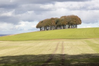 Beech copse on chalk scarp slope landscape on Ridgeway, west of Hackpen Hill, Broad Hinton,