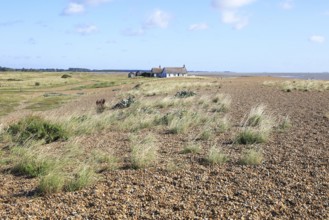 Bungalow house on Vegetated shingle beach, Shingle Street, Suffolk, England, UK