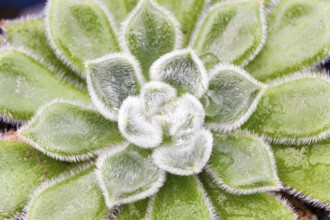 Beautiful succulent plant in greenhouse. Closeup, floral patterns, selective focus