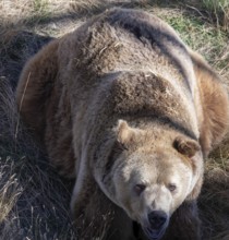 Keenesburg, Colorado, A grizzly bear (Ursus arctos horribilis) at the Wild Animal Sanctuary, a