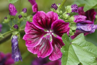 Common mallow (Malva sylvestris), North Rhine-Westphalia, Germany, Europe