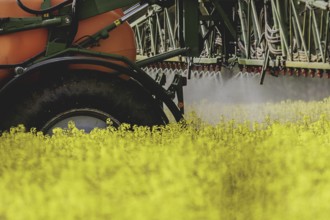 A tractor with trailer field sprayer in a rapeseed field, photographed in Waldhufen, 12/04/2024