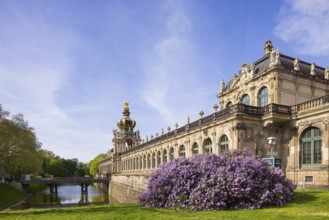 The lilacs bloom magnificently at the Zwinger moat, Dresden, Saxony, Germany, Europe