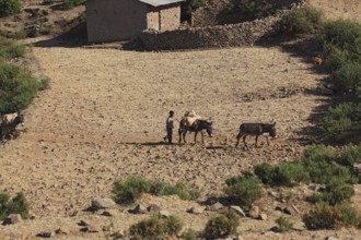 Tigray region, farmers walk across the dry fields with their pack mules, Ethiopia, Africa