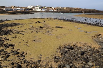 Small fishing village of Majanicho on the north coast, Fuerteventura, Canary Islands, Spain, Europe