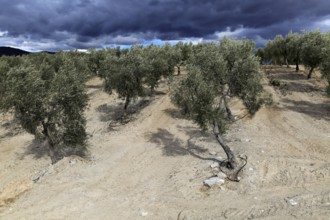 Landscape of dramatic storm clouds over olive trees, Uleila del Campo, Almeria, Spain, Europe