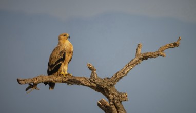 Spanish imperial eagle (Aquila adalberti), El Millaron Imperial Eagle Hid, Salorino, Extremadura