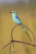 Abyssinian roller (Coracias abyssinica), Kuntaur rice fields, Kuntaur, South Bank, Gambia, Africa