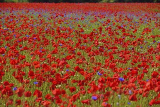 Europe, Germany, Mecklenburg-Western Pomerania, Poppy field near Göhren-Lebbin, Göhren-Lebbin,