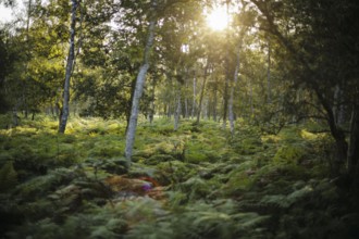 The sun rises shortly after sunrise in a forest densely overgrown with ferns near Born am Darß.