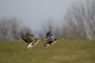 White-fronted goose (Anser albifrons), two geese approaching, Bislicher Insel nature reserve, Lower