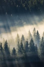 Fog and forest in Oberägeri in the canton of Zug, Switzerland, Europe