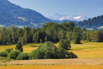 View over the Rothenthurm high moor in the canton of Schwyz, Switzerland, Europe