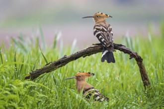 Hoopoe (Upupa epops) pair formation, mating, Bird of the Year 2022, summer meadow, sunrise, flower