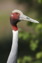 Sarus Crane (Antigone antigone, Grus antigone), portrait, captive, occurrence in Asia