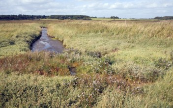 Freshwater Dingle marshes in lagoon formed by the beach bar between Orford and Walberswick,