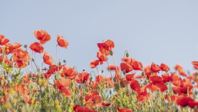 Red poppies blooming in spring, Banner. Kaiserstuhl, Freiburg im Breisgau, Baden-Württemberg,