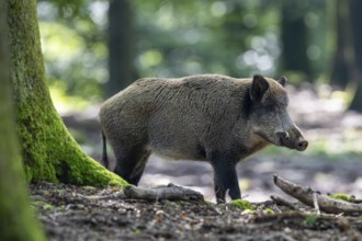 Wild boar (Sus scrofa), boar, Vulkaneifel, Rhineland-Palatinate, Germany, Europe