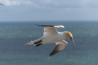 Single northern gannet (Morus bassanus) in flight off the offshore island of Helgoland, North Sea,