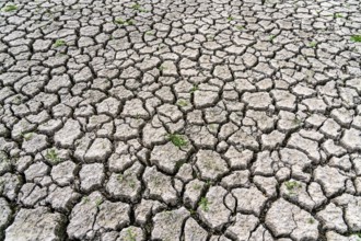 Dry ground, cracked, dried-up riverbed, in a branch of the Rhine, near Duisburg