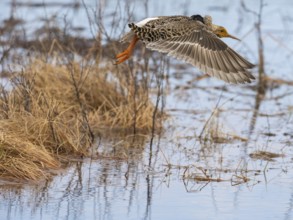 Ruff (Calidris pugnax) male in breeding plumage, flying away from lek, Pokka, Finnish Lapland