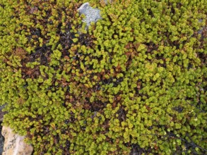 Black Crowberry (Empetrum nigrum), and Dwarf Birch (Betula nana), covering stones, Varanger