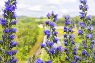 Echium vulgare also known as Viper's bugloss is a wild plant native to Europe, Viper's bugloss,