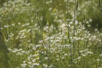 Camomile and grasses on a green meadow that gives a calm and idyllic impression, Münsterland, North