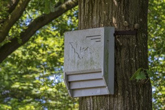 Concrete bat box, bat house, artificial roost for roosting bats fixed against tree trunk in forest