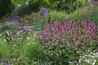 A lush garden with a variety of blooming flowers and green trees, dominated by pink flowers, North