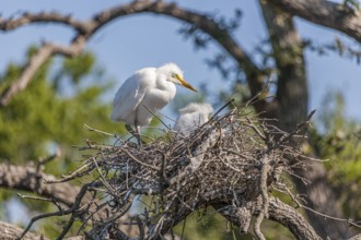 Great Egret (Ardea alba) in nest with new hatchlings in tree at St. Augustine Alligator Farm,