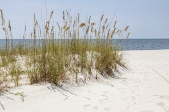 Sea oats provide erosion control on man made sand beach on the Gulf of Mexico at Gulfport and