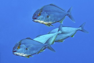 Four specimens of Allied kingfish (Seriola dumerili), Mediterranean Sea