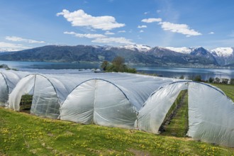 Sognefjord at Vangsnes, fruit-growing under plastic, view to the north bank of the Sognefjords,