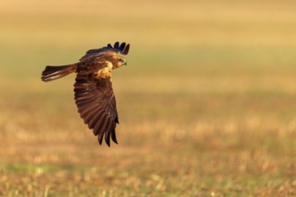 Western marsh-harrier (Circus aeruginosus), Hides de El Taray / Raptor Hide, Villafranca de los