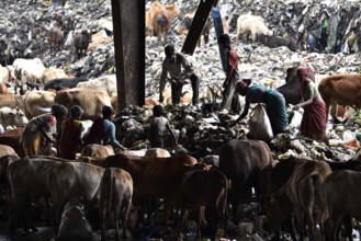 Rag pickers look for recyclable materials as cows wander around at one of the largest disposal