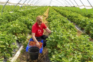 Harvesting strawberries, harvest helper, strawberry cultivation in the open field, under a foil