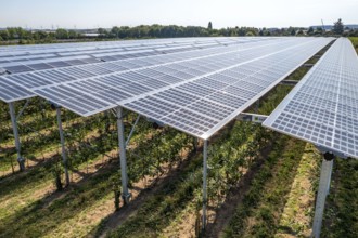 Agri-photovoltaic test plant, an apple orchard with two different systems of PV modules was roofed