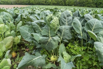 Field with kohlrabi plants, kohlrabi tubers, North Rhine-Westphalia, Germany, Europe