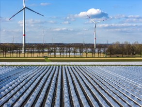 Asparagus fields, asparagus stems under foil, for faster growth, in the background foil greenhouses