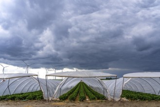 Agriculture, large areas with foil tunnels, for the cultivation of strawberries, wind farm, south