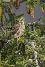 Common kestrel (Falco tinnunculus), a young bird not yet able to fly sitting on a branch outside