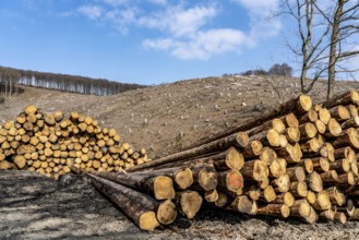 Cleared forest area north of the village of Öventrop, district of Arnsberg, dead spruce stands were